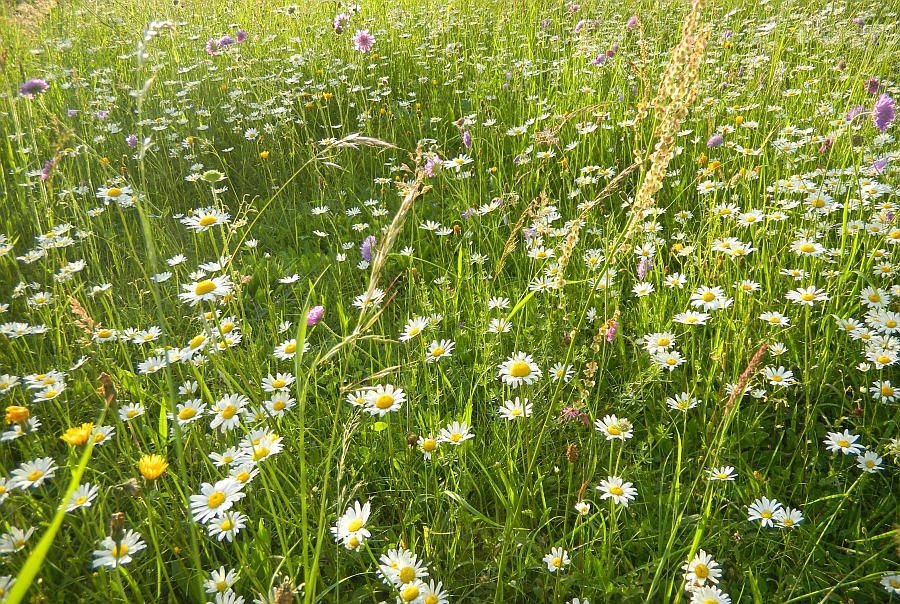 Blumenwiese von Birgit Stocker