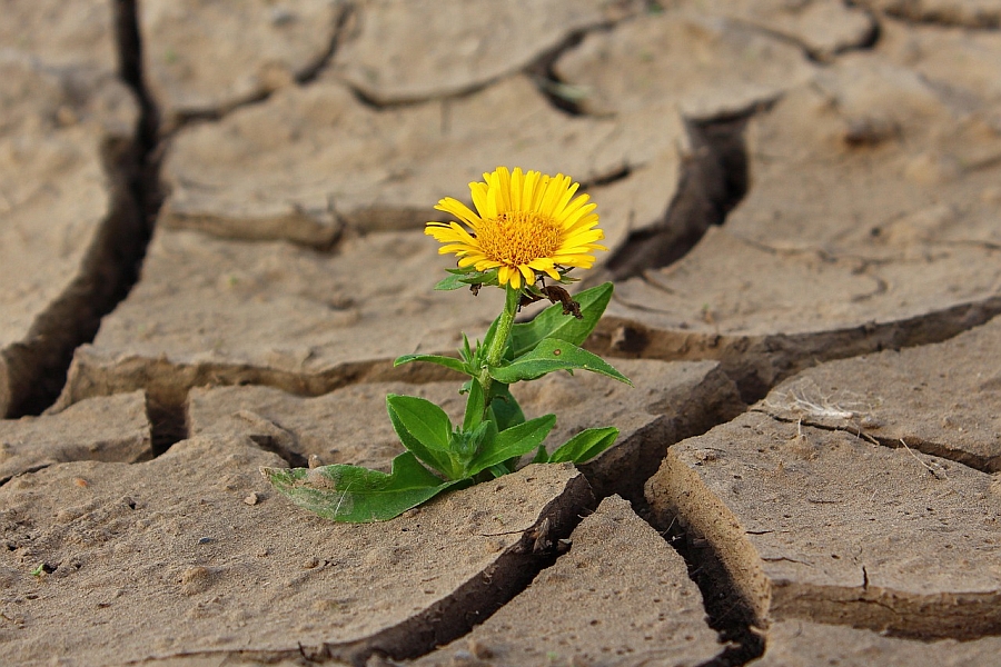 Blume auf dem Trockenen