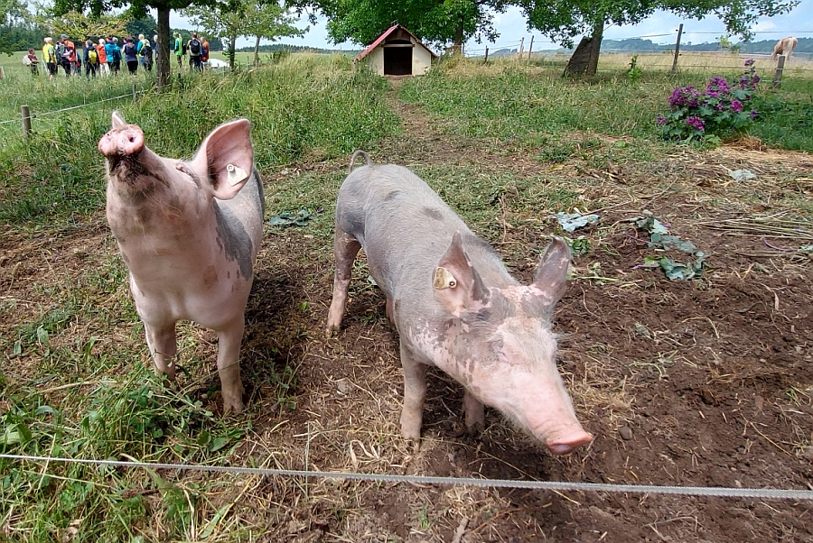 artgerechte Schweinehaltung artgerechte Schweinehaltung