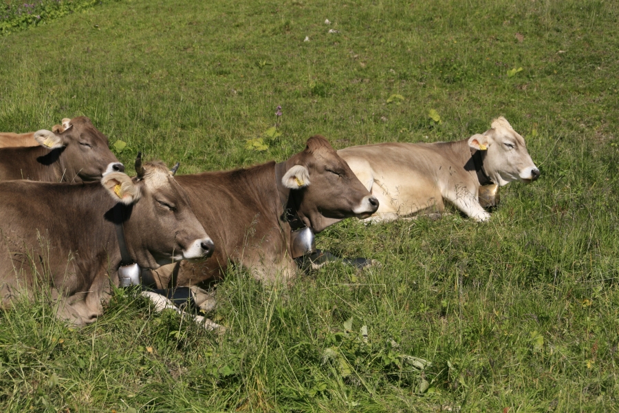 Kühe beim Wiederkäuen