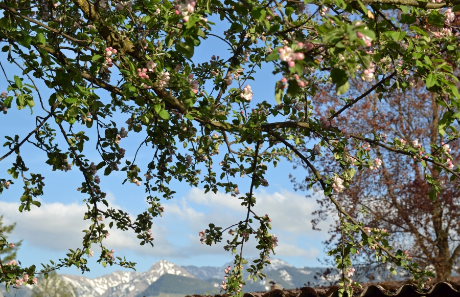 Apfelblüte im Allgäu
