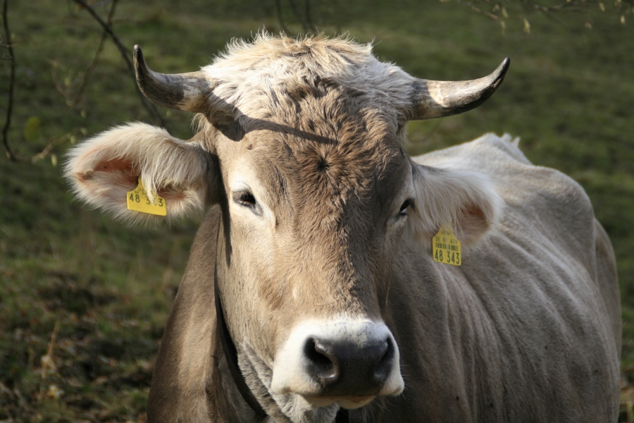 Allgäuer Braunvieh