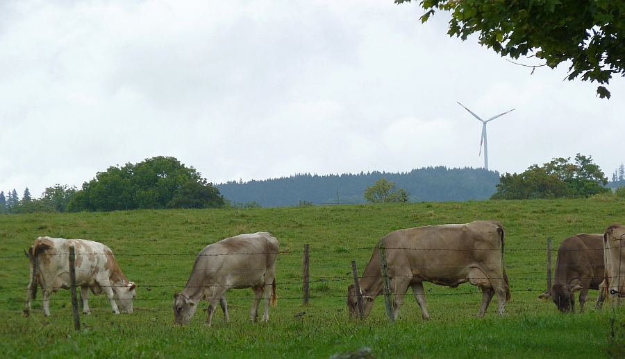 Glückliche Allgäuer Kühe vor Allgäuer Windrädern